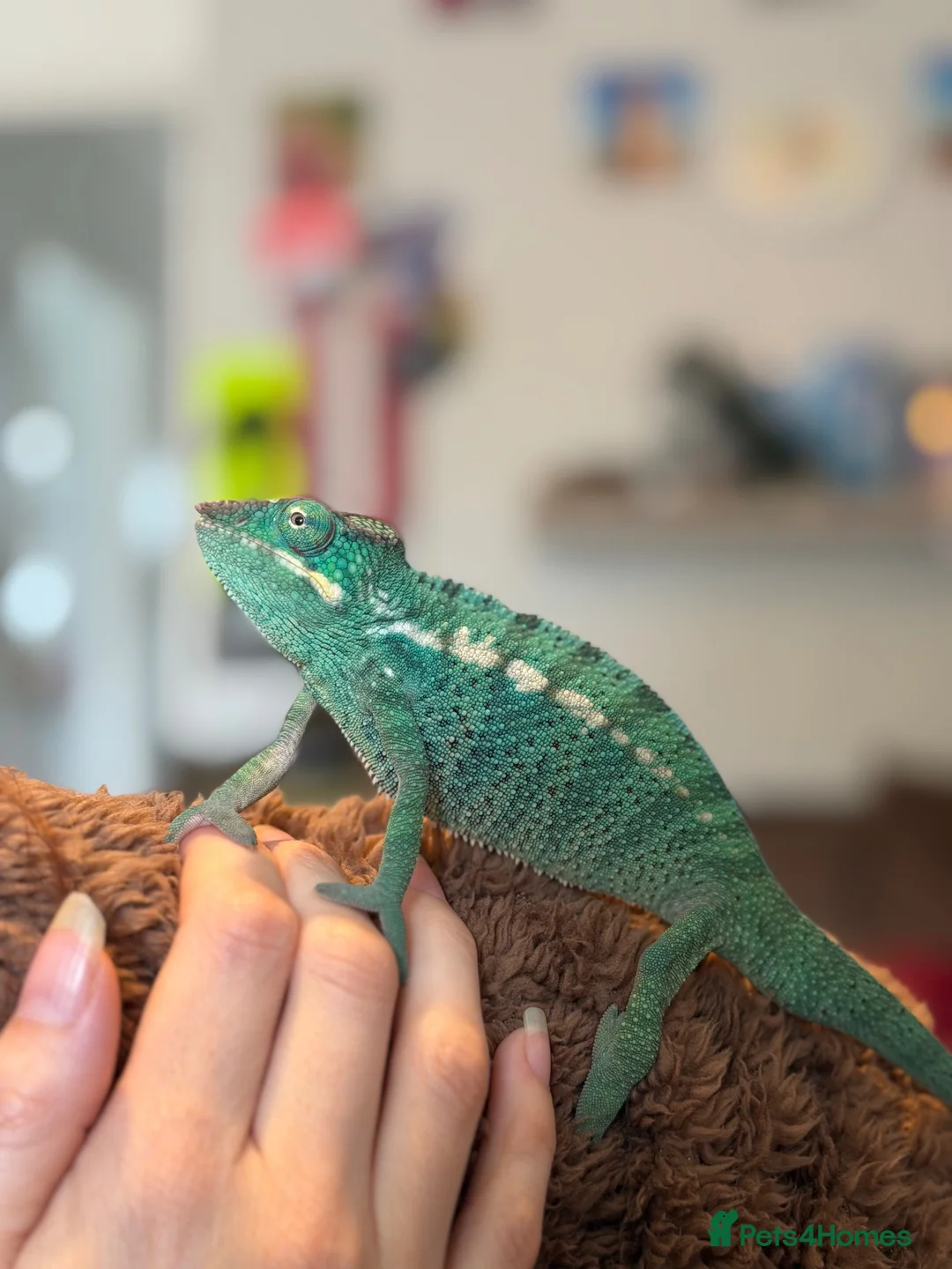 Chameleon reptiles for sale: Nosy be panther chameleon and full set up in Basildon - Advert 4