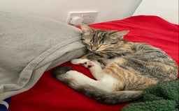 Mixed Breed cats for sale: Cat 5 months - Image 3