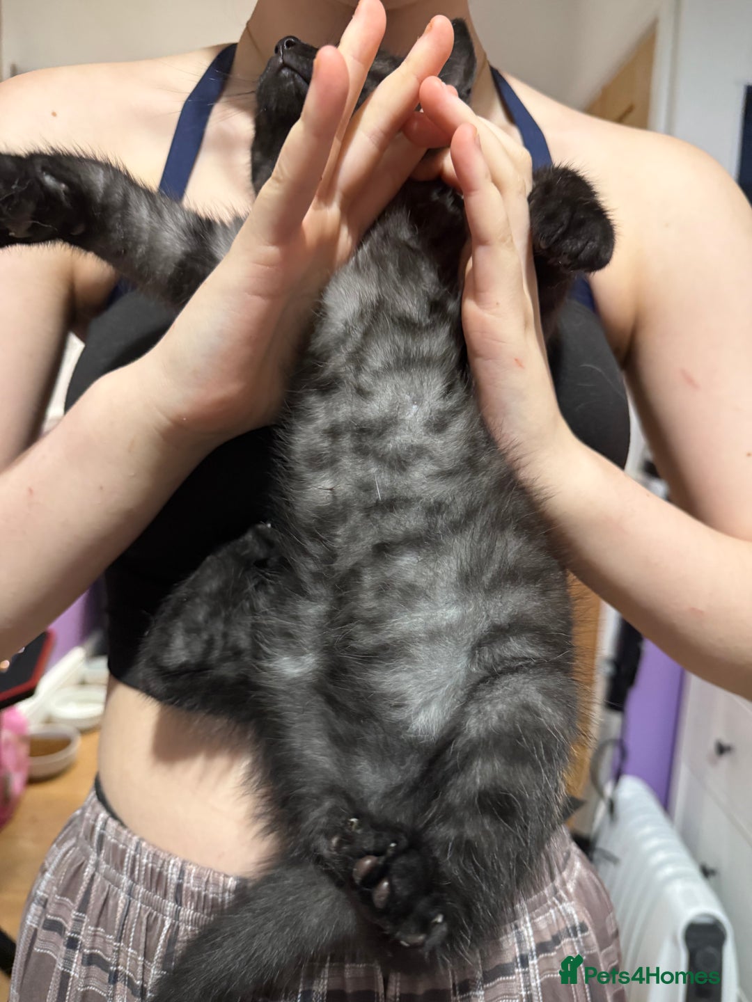 British Shorthair cats for sale: Beautiful British Shorthair Cross Kittens - Advert 16