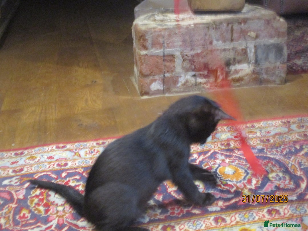 Oriental cats for sale: oriental boy - Image 4