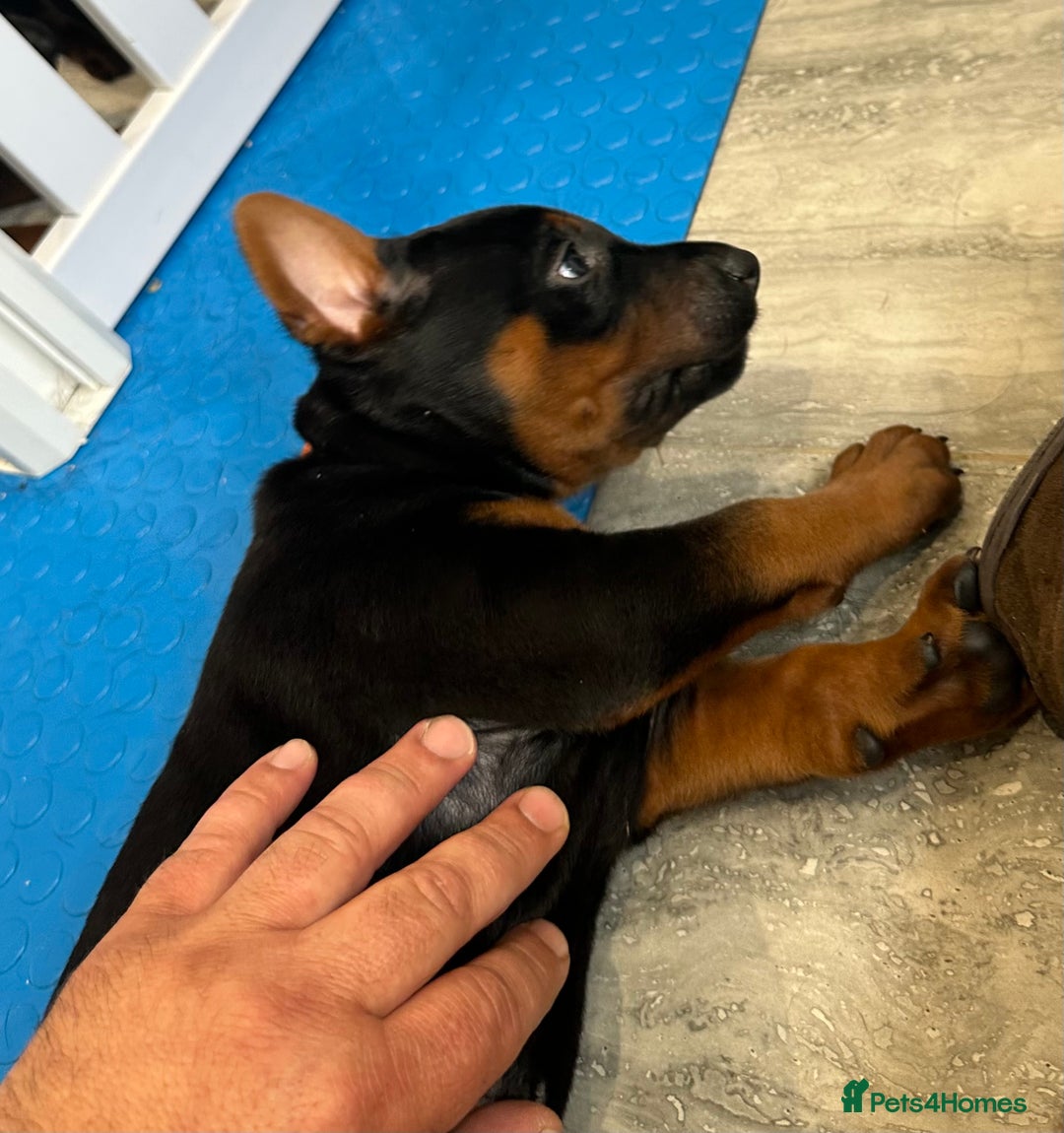 Mixed Breed dogs for sale: Pure breed Chinese red dog puppies/Laizhou Hong - Image 22