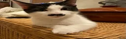 Domestic Shorthair cats for sale: 4 Beautiful Kittens Ready for their Forever Homes - Advert 27