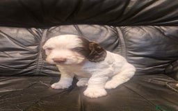 Cocker Spaniel dogs for sale: Stunning kc working cocker spaniels - Image 26