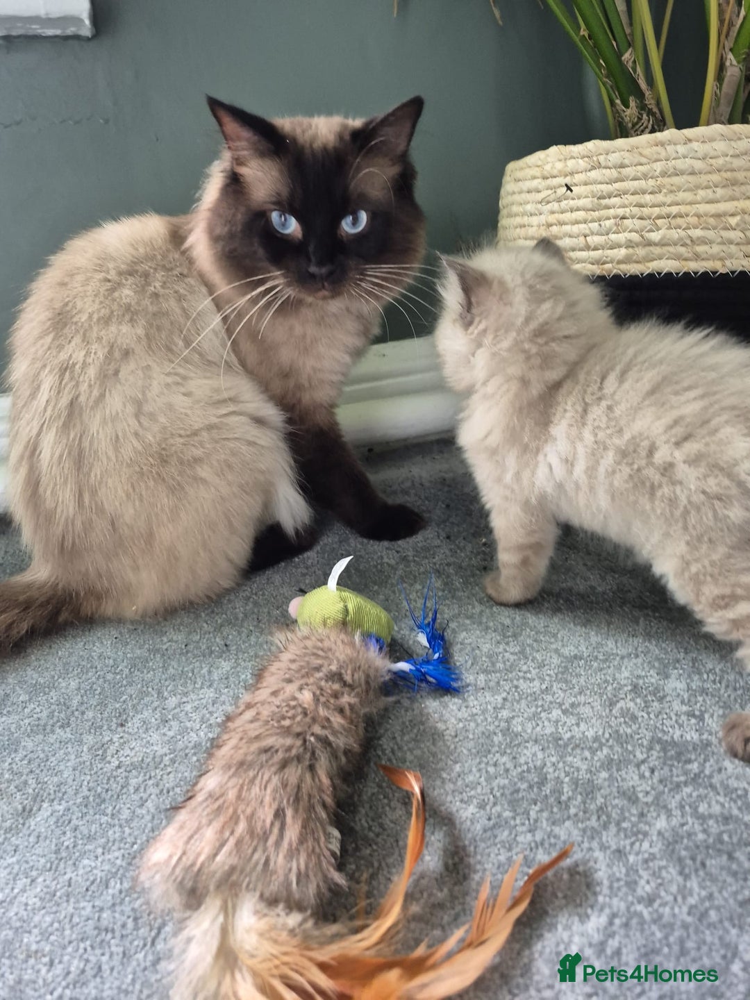 Ragdoll cats for stud: Ragdoll for stud  in Goole - Image 16