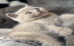 British Shorthair cats for sale: Amazing GCCF registered British shorthair kitten - Image 4