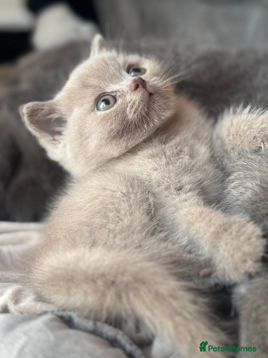 British Shorthair cats for sale: Amazing GCCF registered British shorthair kitten - Image 4