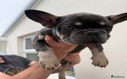 French Bulldog dogs for sale: French puppies new shade fluffy  in Warrington - Image 1