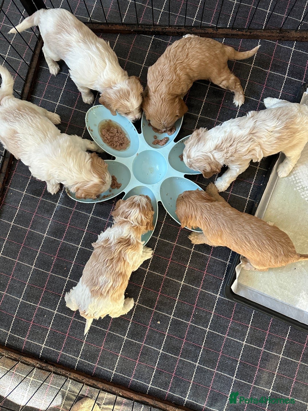 Cavapoo dogs for sale: Six cavapoo puppies F2( d.o.b. 23.10.2025) - Advert 10