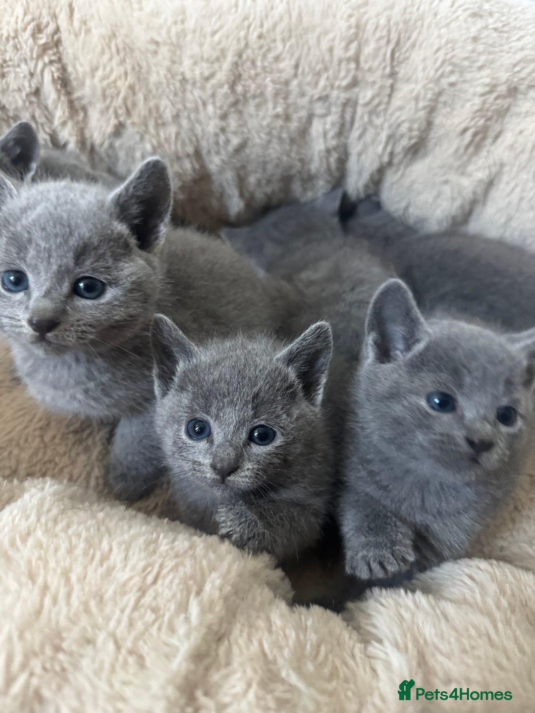 Russian Blue cats for sale: Russian Blue Kittens - Advert 5