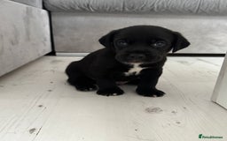 Mixed Breed dogs for sale: Beautiful puppys for sale  - Image 3