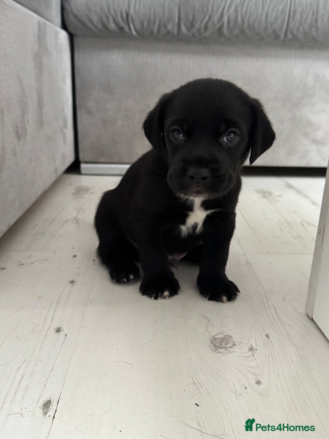 Mixed Breed dogs for sale: Beautiful puppys for sale  - Image 3