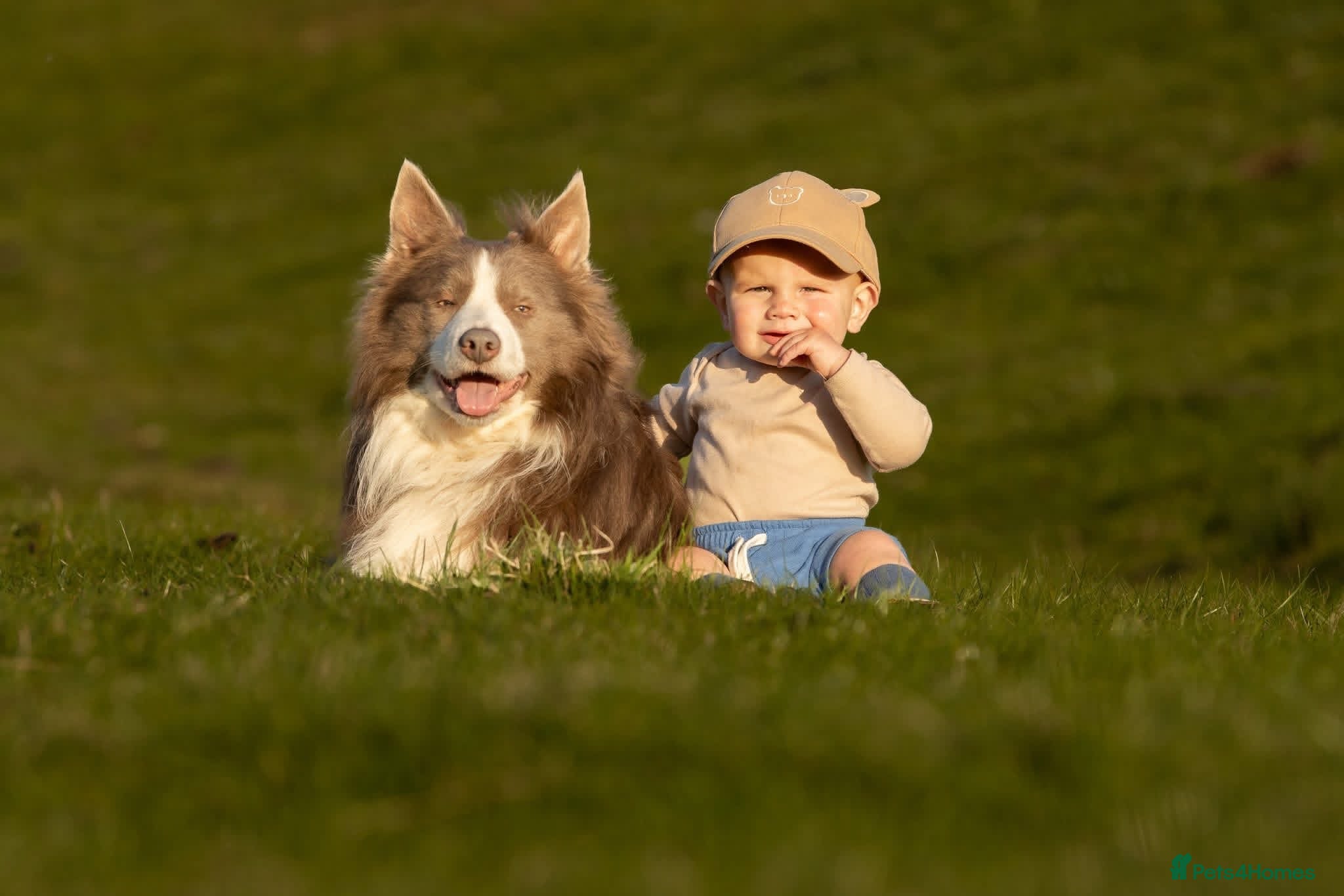 Border Collie dogs PROVEN STUD Lilac & White DNA clear Border Collie - Advert 2