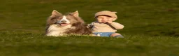 Border Collie dogs for stud: Exceptional Lilac & White DNA clear Border Collie in Saint Asaph - Advert 2