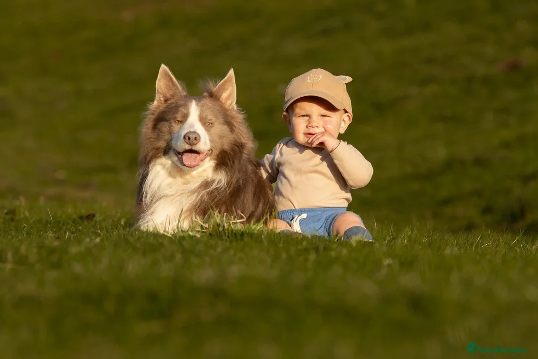 Border Collie dogs for stud: Exceptional Lilac & White DNA clear Border Collie in Saint Asaph - Advert 2