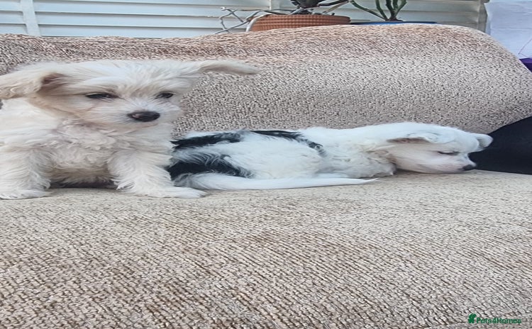 Chinese Crested dogs - Advert 1