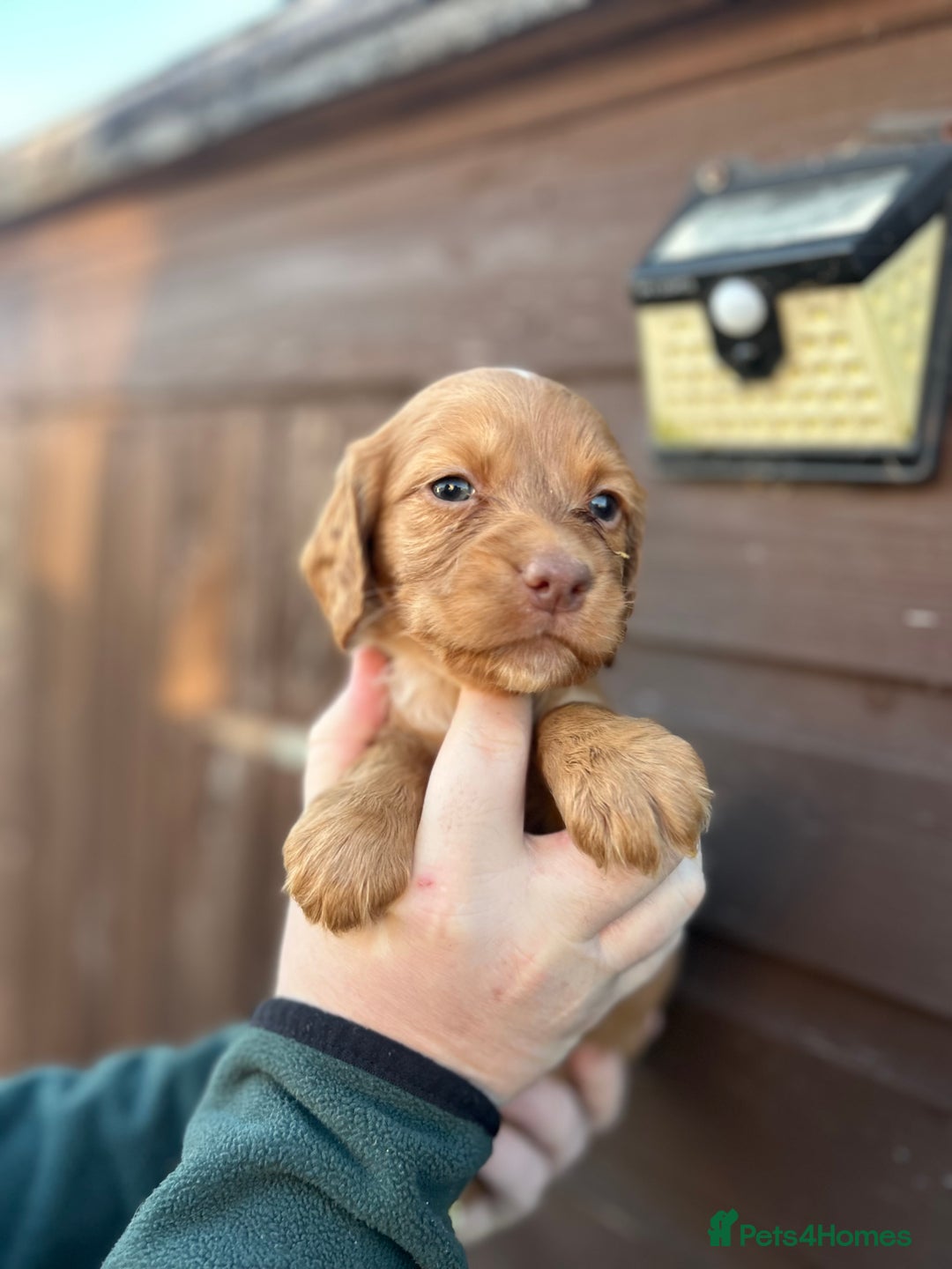 Cocker Spaniel dogs for sale: Cocker spaniel puppies  - Advert 5