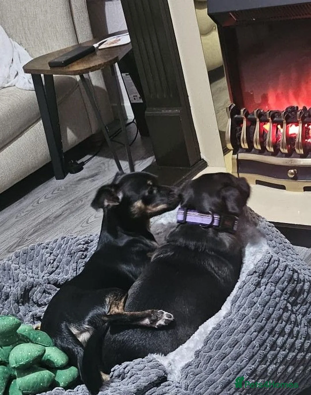 Chorkie dogs for sale: 1 year old male chorkie  in Barnsley - Advert 6