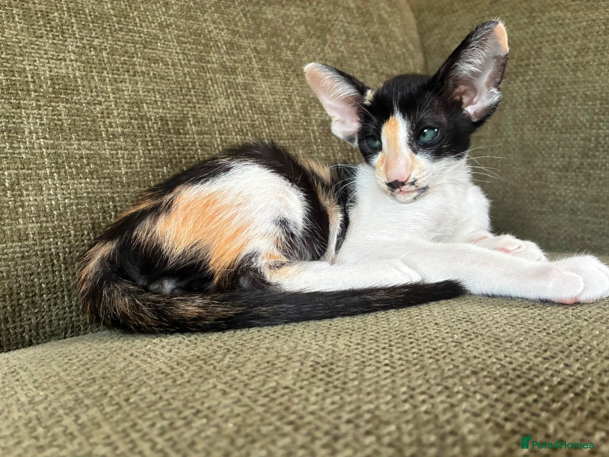 Oriental cats Stunning spayed GCCF Reg. Tortie Girl - Advert 1