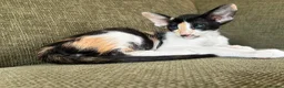 Oriental cats for sale: Stunning spayed GCCF Reg. Tortie Girl - Advert 1