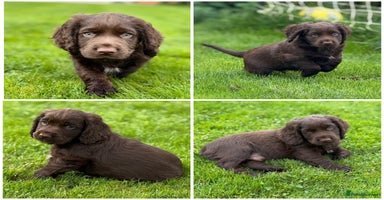 Cocker Spaniel dogs - Advert 14