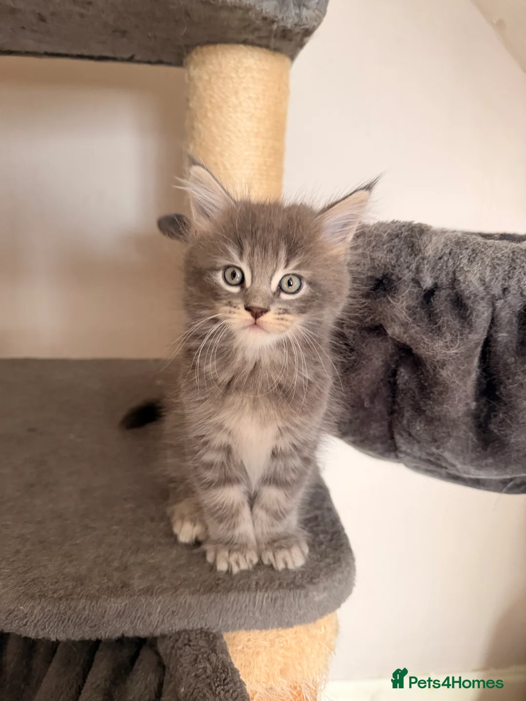 Maine Coon cats for sale: Maine coon kittens - Advert 34