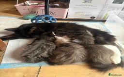 Maine Coon cats for sale: 4 Maine Coon Kittens - Just 2 left - Image 13