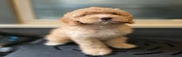 Australian Labradoodle dogs for sale: Gorgeous miniature labradoodle babies - Advert 3