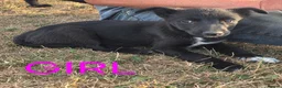 Border Collie dogs for sale: Beautiful border collies  in Abergele - Advert 5