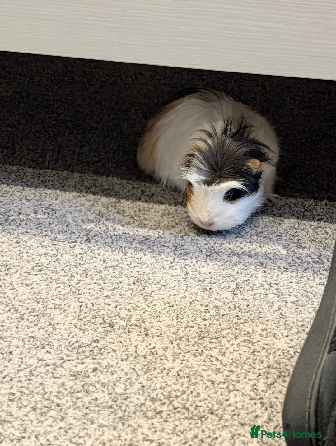 Guinea Pig rodents for sale: Female Guinea pigs for rehoming  - Advert 2