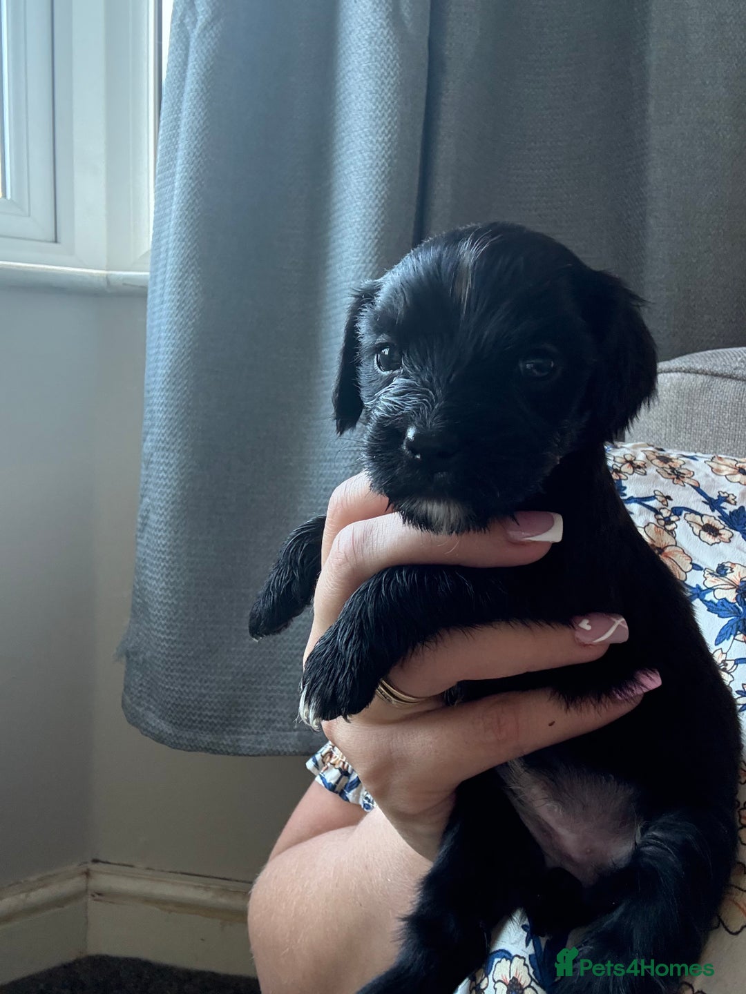 Mixed Breed dogs for sale: Cocker spaniel x chihuahua dalmation  - Image 16