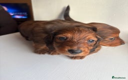 Miniature Dachshund dogs for sale: Miniature long haired dachshund puppies - Image 3