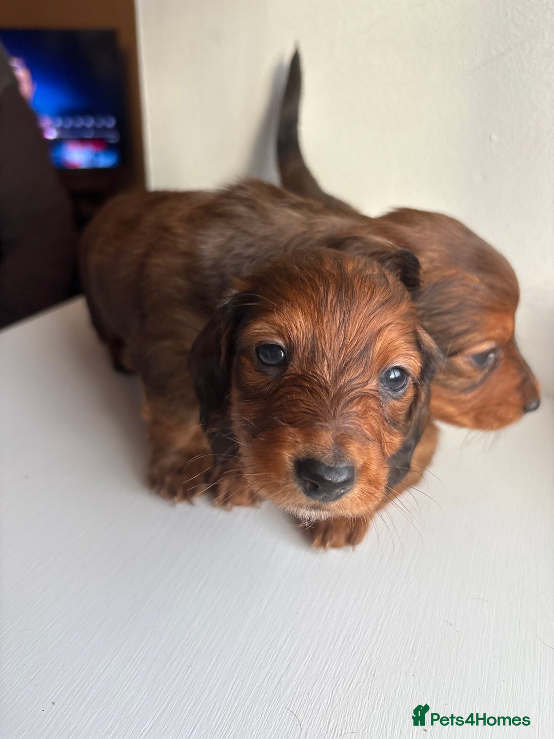 Miniature Dachshund dogs for sale: Miniature long haired dachshund puppies - Image 3