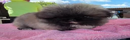 Pekingese dogs for sale: KC Registered Pekingese Puppies top quality  - Advert 24