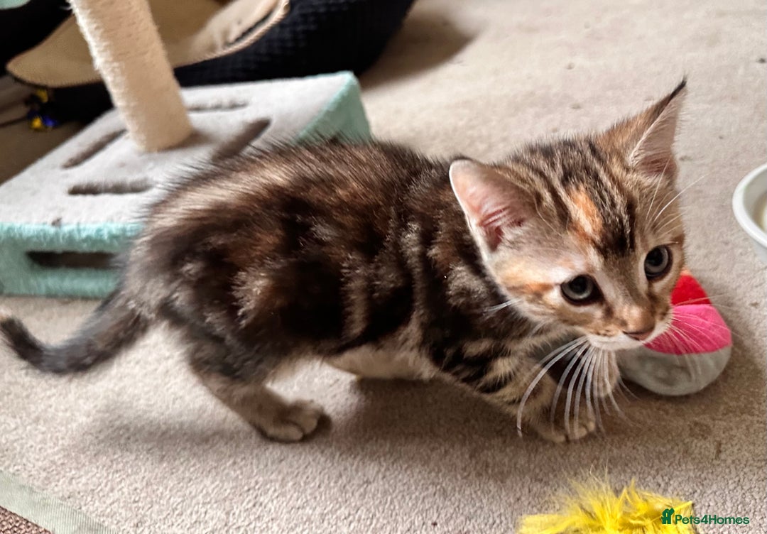 Mixed Breed cats for sale: Adorable bengal & tabby mix kittens - Image 8