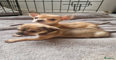 Chihuahua dogs - Advert 1