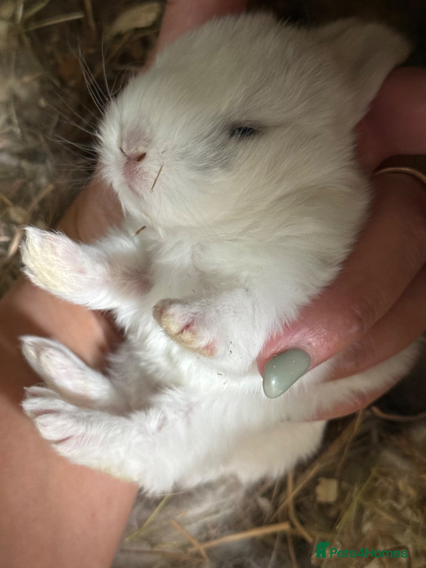 Mini Lop rabbits Beautiful mini lops 💕💙🐰 - Advert 2