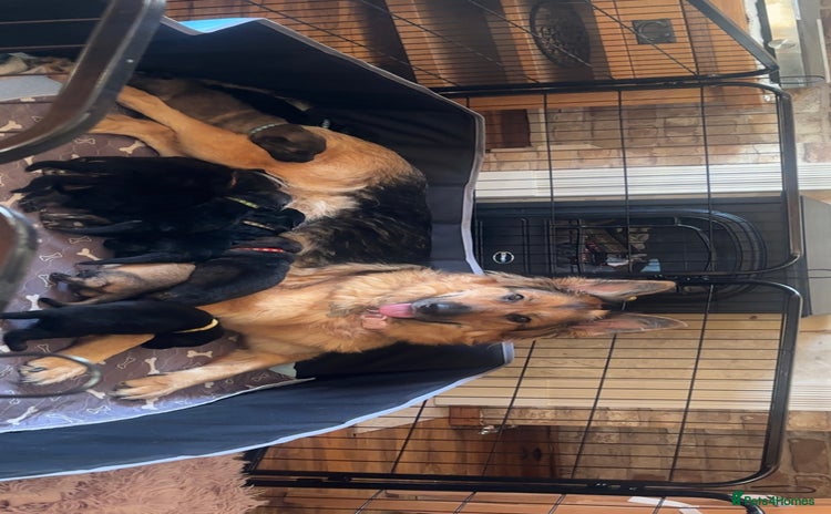 German Shepherd dogs - Advert 7