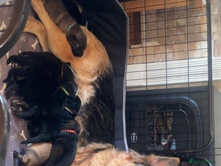 German Shepherd dogs Pedigree German Shepherd Puppies - Advert 2