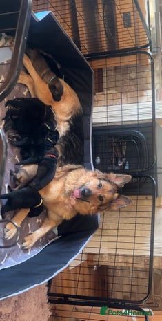 German Shepherd dogs - Advert 7