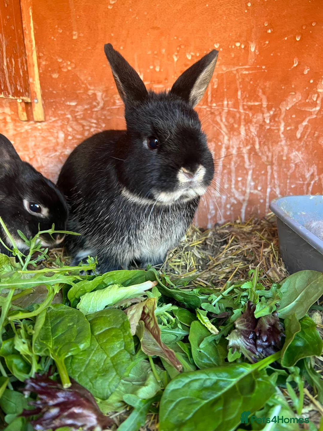 Guinea Pig rodents for sale: Male netherland dearf - Advert 3