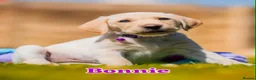 Goldador dogs for sale: 11 Goldador puppies *Ready to leave now* - Advert 38