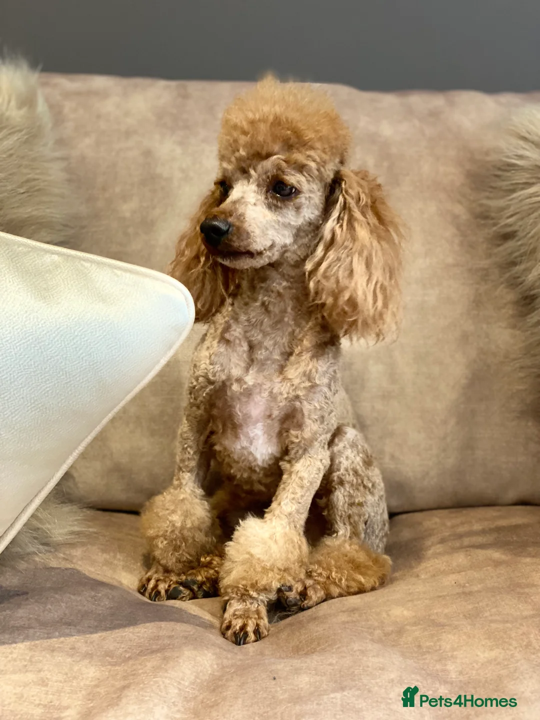 Cockapoo dogs for stud: Donnajays professional fertility stud service in Stafford - Advert 2