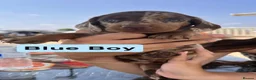 Dachshund dogs for sale: Stunning Dachshunds  - Advert 29