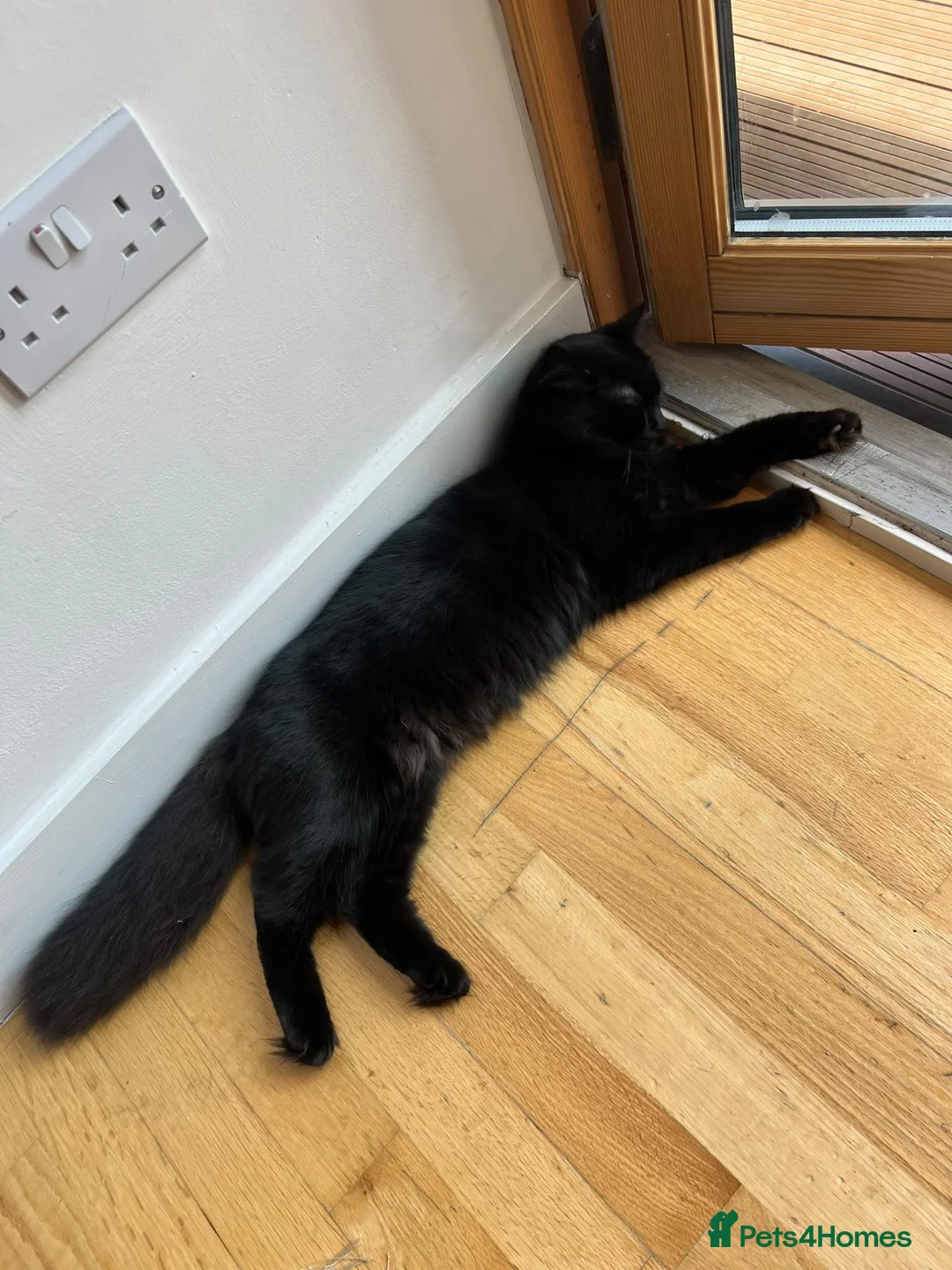 Mixed Breed cats for sale: Mix breed male cat  - Advert 4