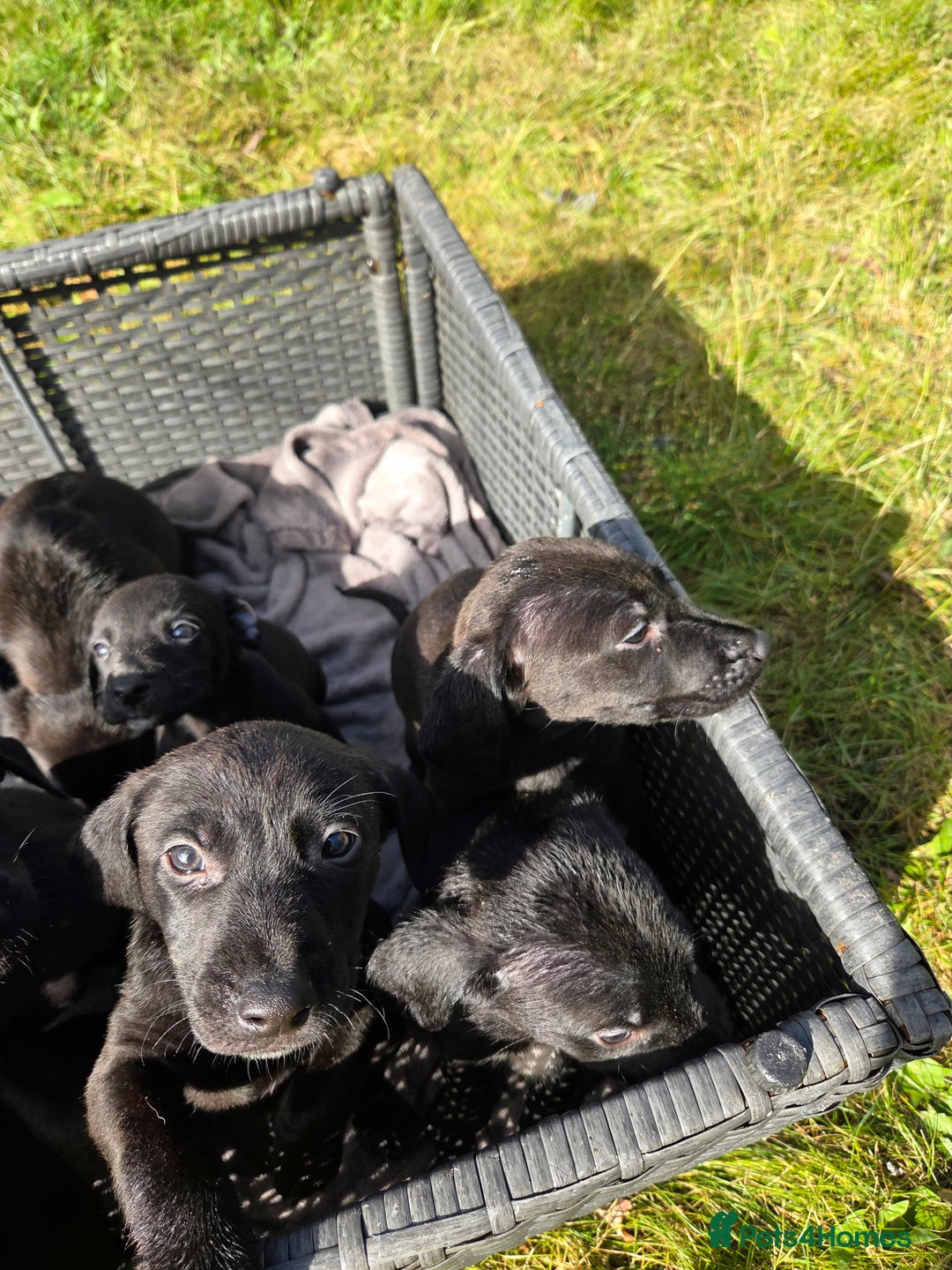Mixed Breed dogs for sale: Labrador cross saluki - Image 9