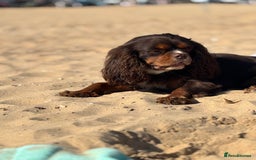 Cavalier King Charles Spaniel dogs for stud: THE BEST Looking CHOCOLATE🍫🐶 CAVALIER STUD - Image 22