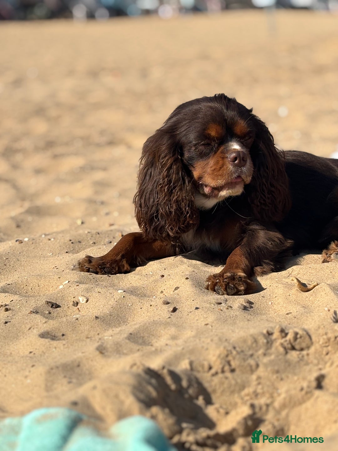 Cavalier King Charles Spaniel dogs for stud: THE BEST Looking CHOCOLATE🍫🐶 CAVALIER STUD - Image 22
