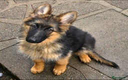 German Shepherd dogs for sale: KC REGISTERED GERMAN SHEPHERD PUPPIES  - Image 12