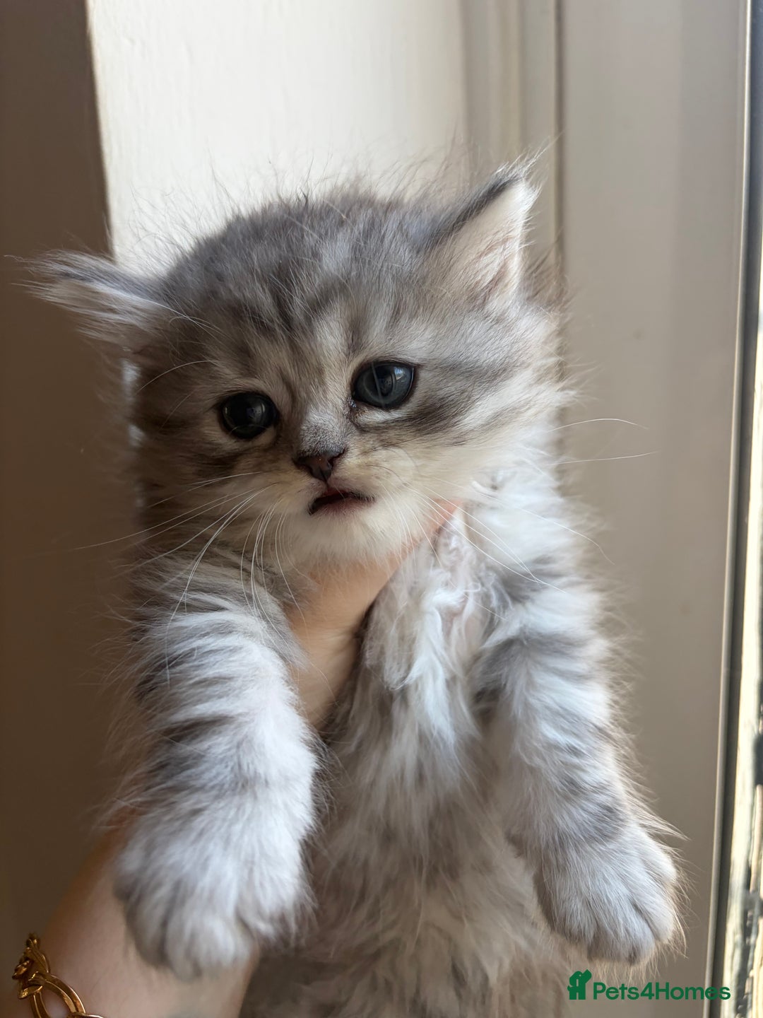 British Shorthair cats for sale: British short hair/persian mother - Advert 24