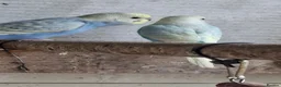 Mixed Breed birds for sale: Budgies for sale  - Advert 38